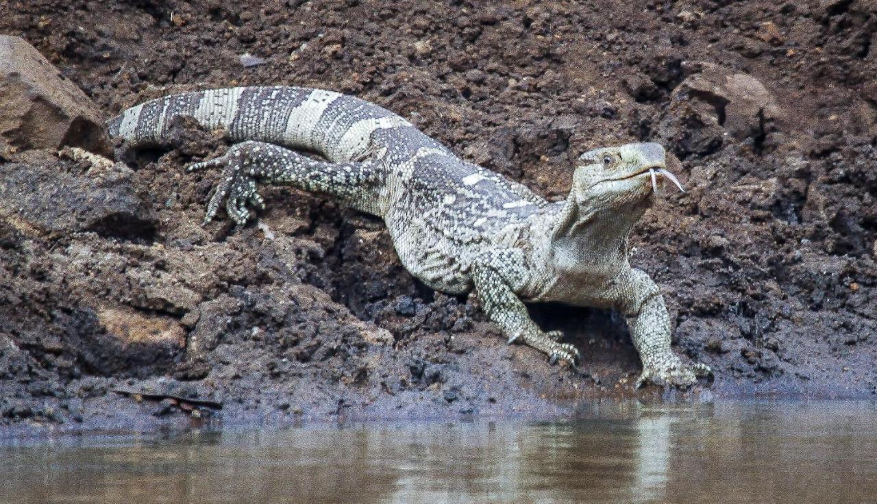 Sungulwane Private Game Lodge フルフルウェ エクステリア 写真