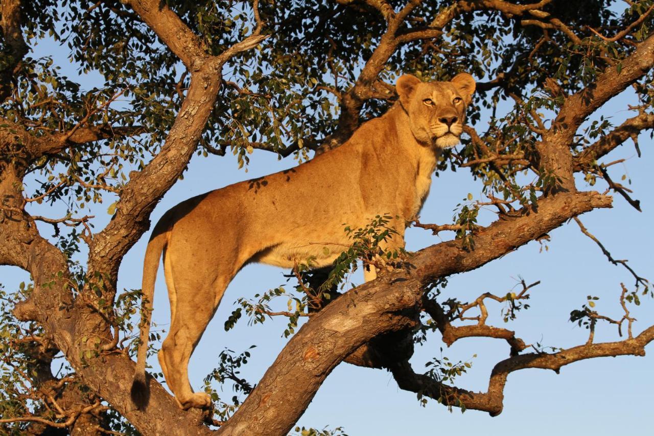 Sungulwane Private Game Lodge フルフルウェ エクステリア 写真