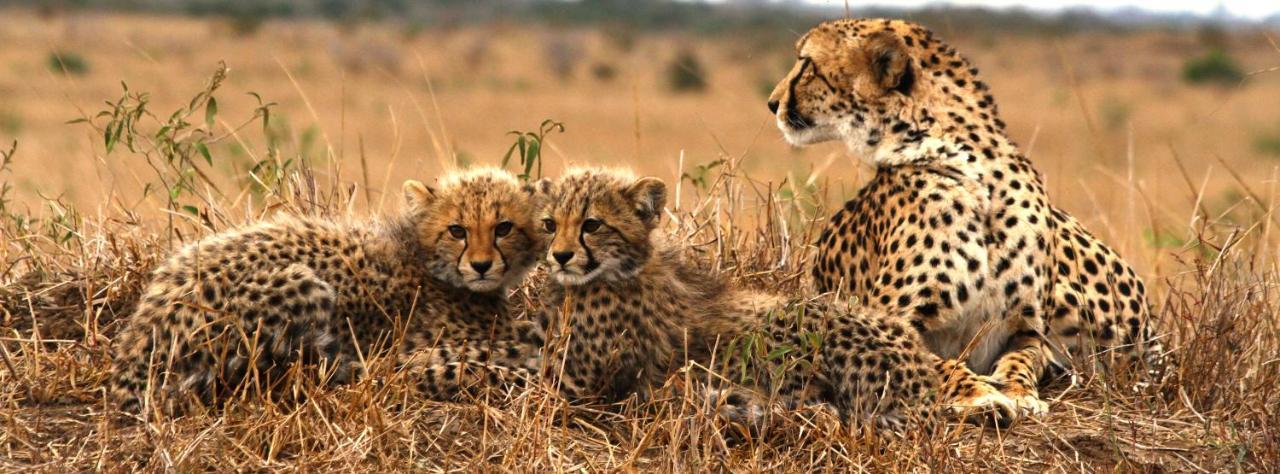 Sungulwane Private Game Lodge フルフルウェ エクステリア 写真