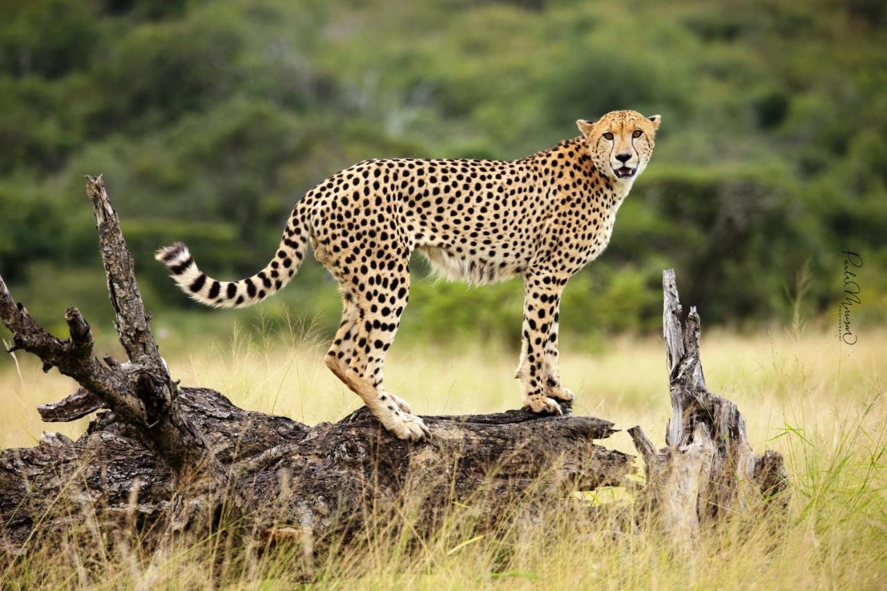 Sungulwane Private Game Lodge フルフルウェ エクステリア 写真