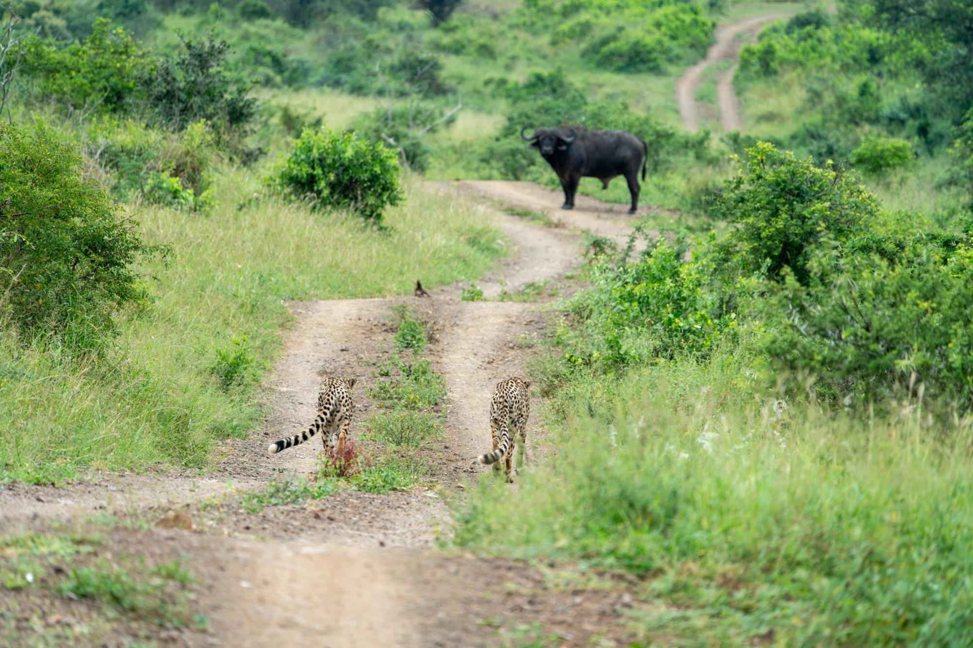 Sungulwane Private Game Lodge フルフルウェ エクステリア 写真